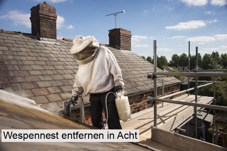 Wespennest entfernen in Acht